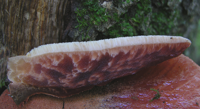 Fistulina hepatica (Schaeff.) With.